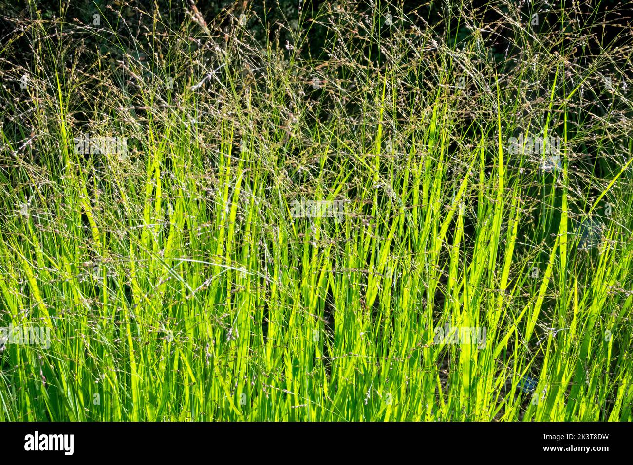 Panicum virgatum, Switchgrass, Panicum, Perennial, Grass, Garden, Plant, Sunshine, Switch Grass, Panicum virgatum Farbende Auslese Stock Photo