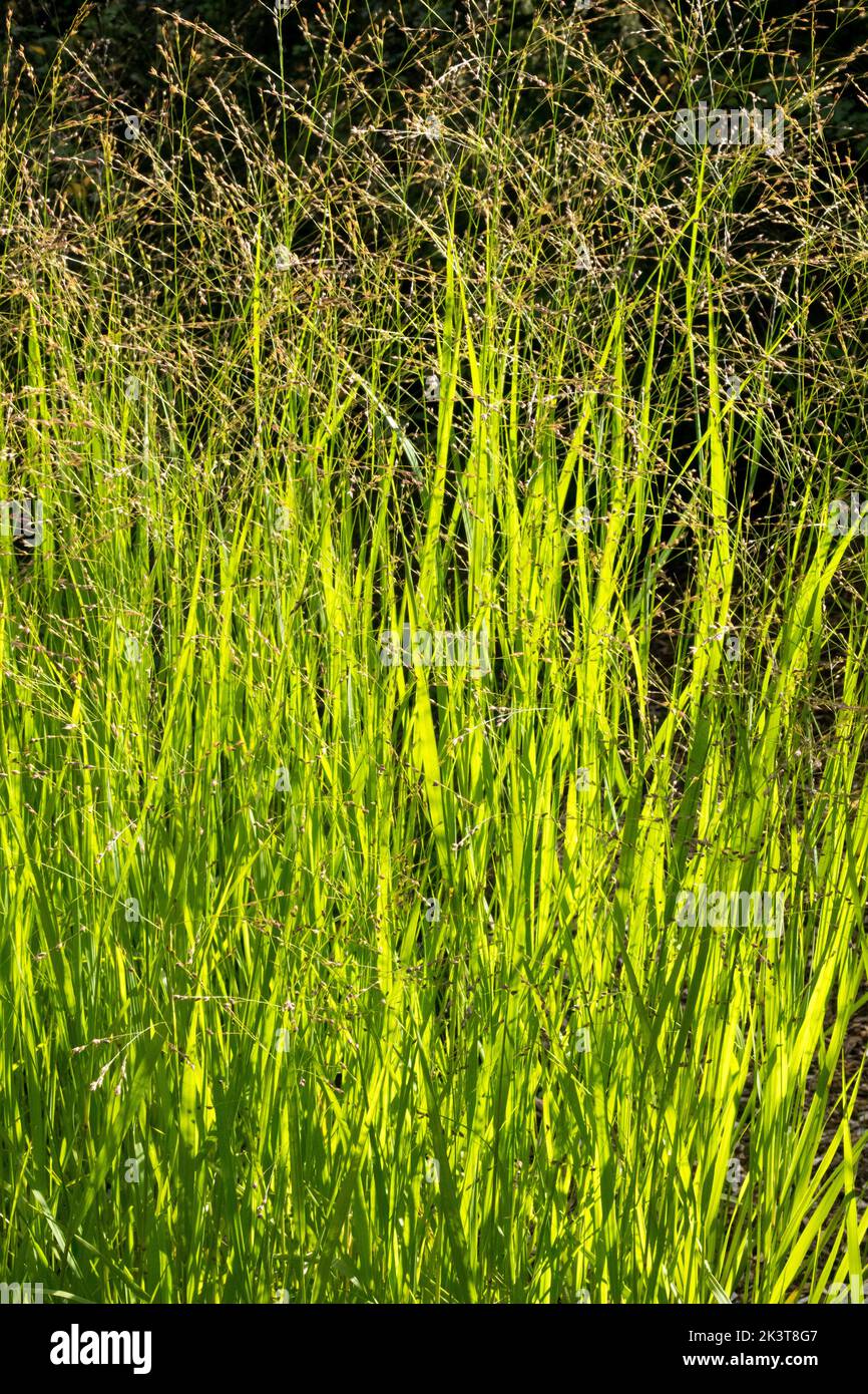 Switch Grass, Panicum virgatum, Hardy, Grass, Panicum 'Farbende Auslese', Sunshine, Garden, Switchgrass, Plant Stock Photo