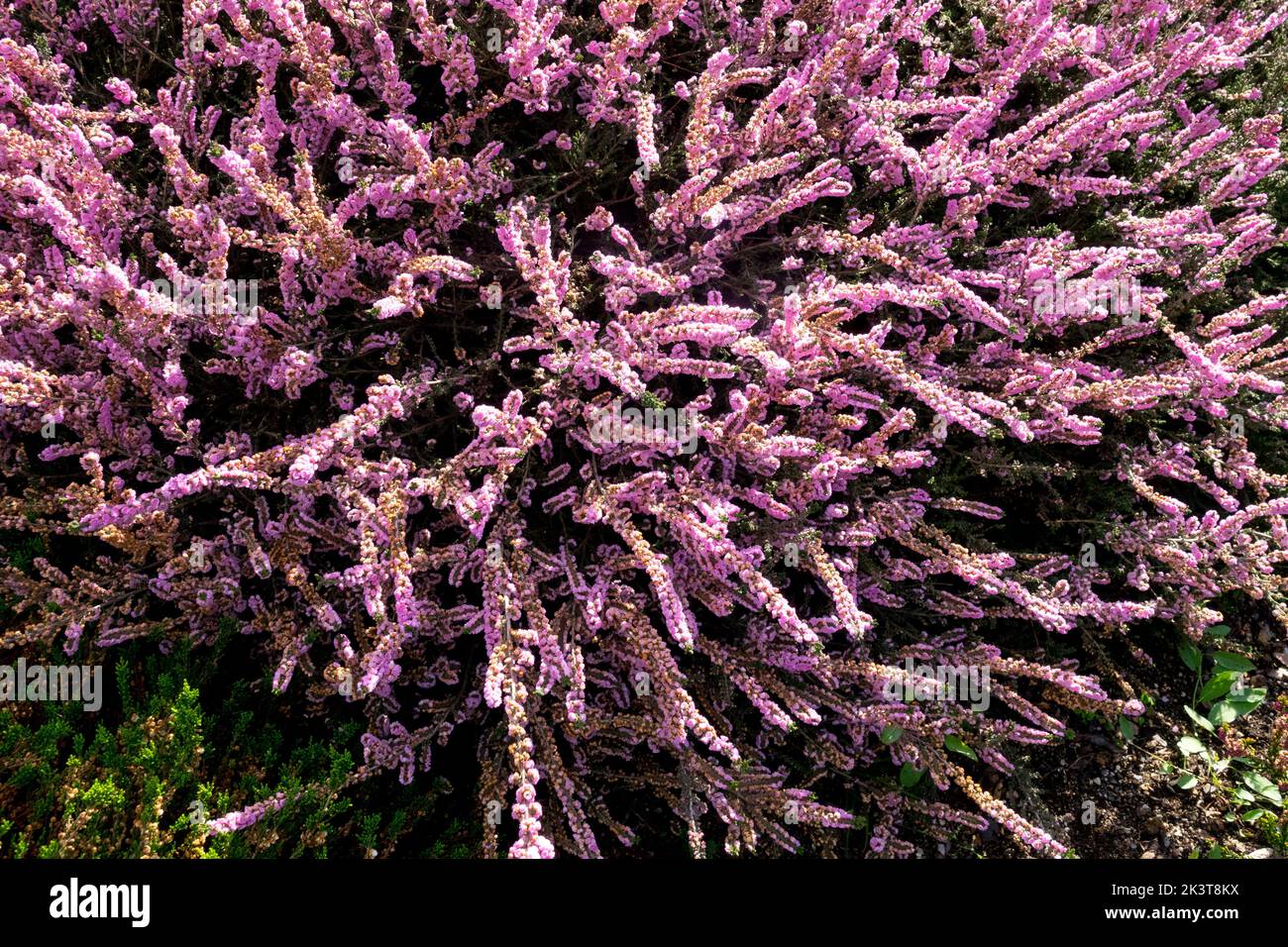 Pink Calluna heather 'Annemarie', Calluna vulgaris, Common Heather, Perennial Ling, Scotch Heather, Blooming Flowers Stock Photo