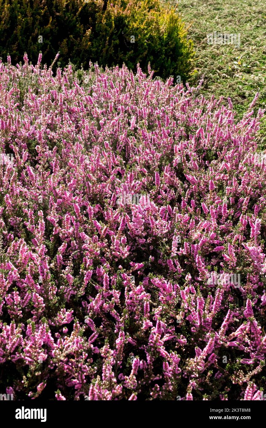 Pink, Blooming, Scotch Heather, Calluna vulgaris, Hardy, Evergreen, Heather, Calluna, Ling, Plant Stock Photo