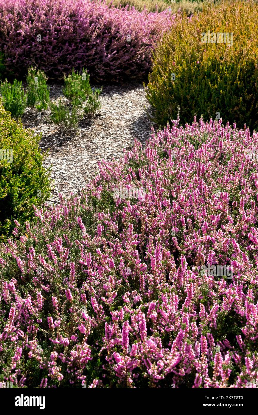 Pink, Plant, Calluna vulgaris 'Herbstfeuer', Flowering, Callunas, Garden, Perennial, Blooming, Flowers, Plants bark mulch Stock Photo