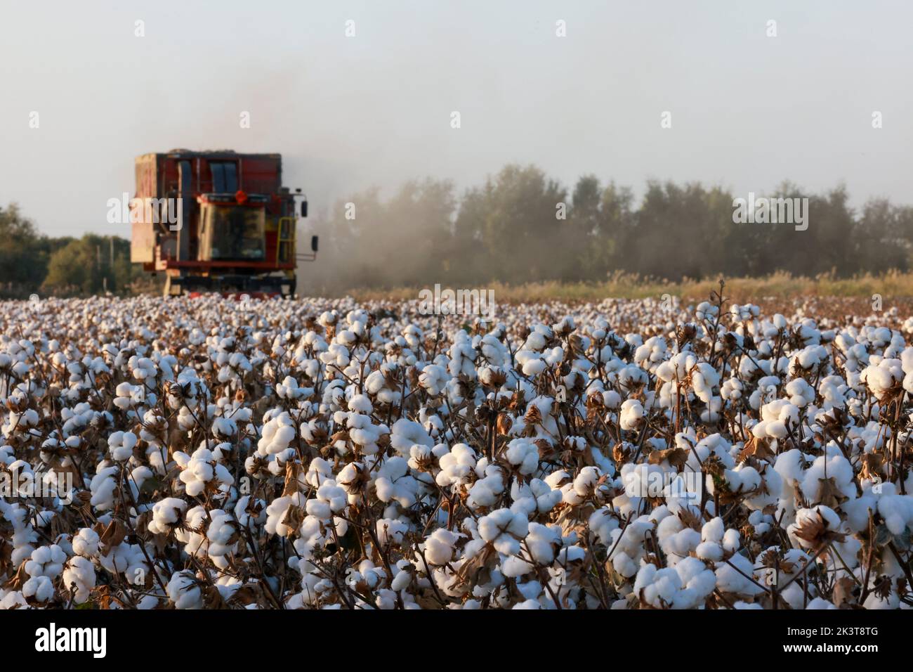 Xayar, China's Xinjiang Uygur Autonomous Region. 26th Sep, 2022. A cotton picker is seen working in fields in Xayar County, Aksu Prefecture, northwest China's Xinjiang Uygur Autonomous Region, Sept. 26, 2022. The cotton harvest season has started in Xayar County of Xinjiang. Credit: Liu Yuzhu/Xinhua/Alamy Live News Stock Photo