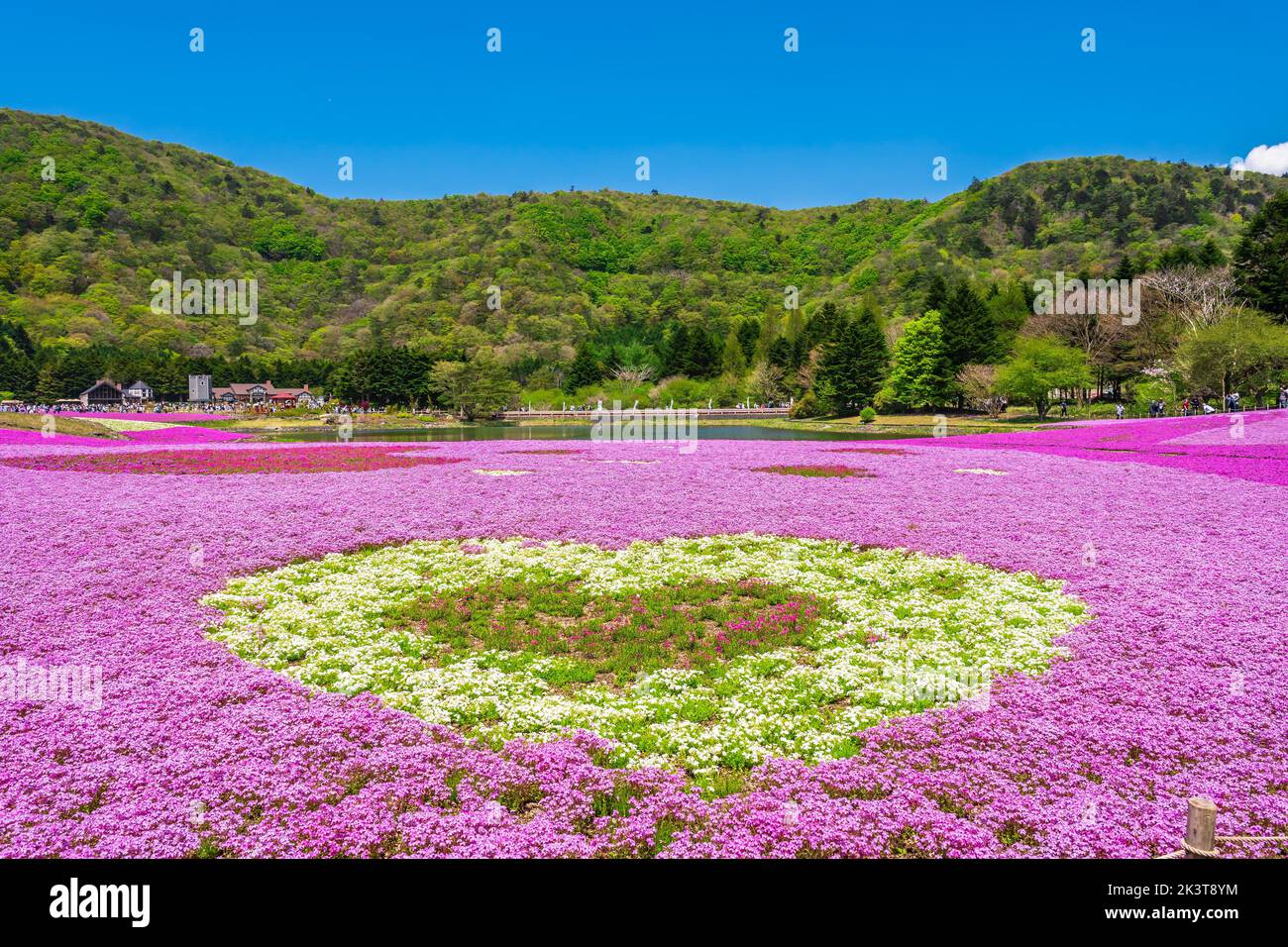 Fuji Shibazakura Festival 2022 Motosu, Fujikawaguchiko, Minamitsuru District, Yamanashi Stock Photo