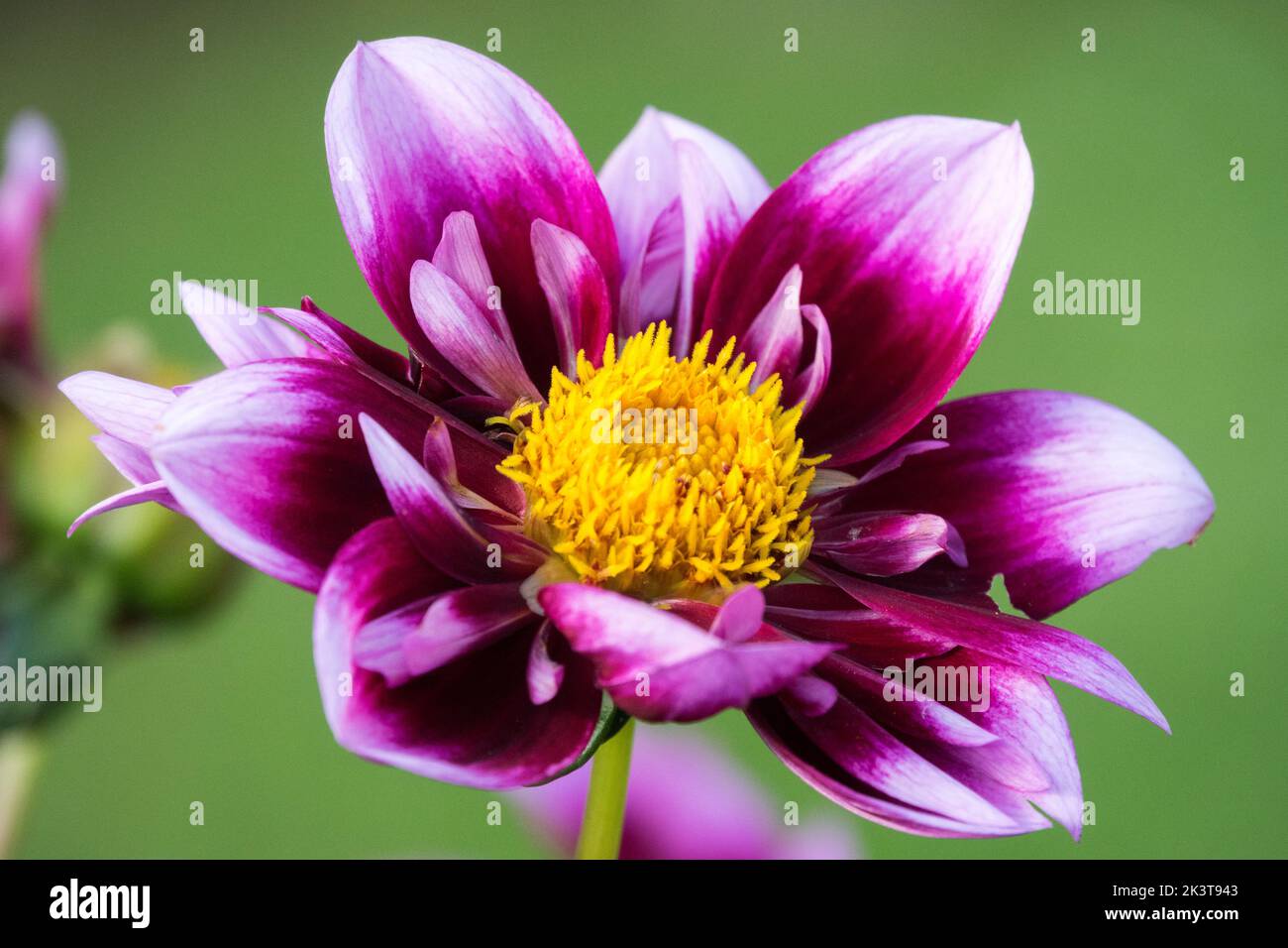 Beautiful, Flower, Dahlia 'Liquid Desire', Dahlia, Flower Head, Purple, White, Single, Bloom, Green background Stock Photo