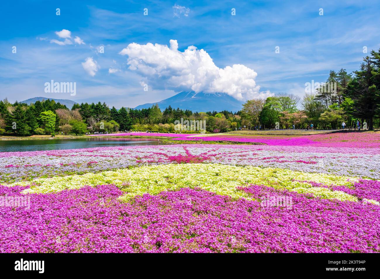Fuji Shibazakura Festival 2022 Motosu, Fujikawaguchiko, Minamitsuru District, Yamanashi Stock Photo