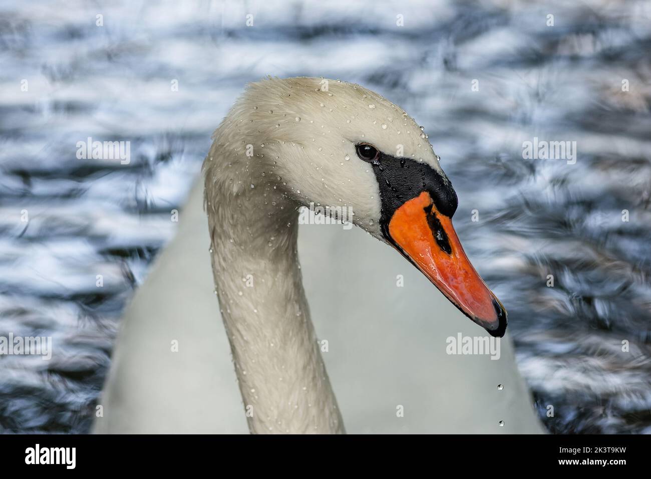 Close up portrait of a white mute swan with an orange beak and wet drops on the feathers. Blue rippled water in the background. Stock Photo