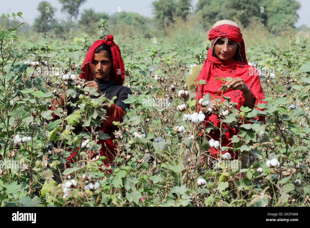 Multan. 28th Sep, 2022. Farmers harvest cotton at cotton field in