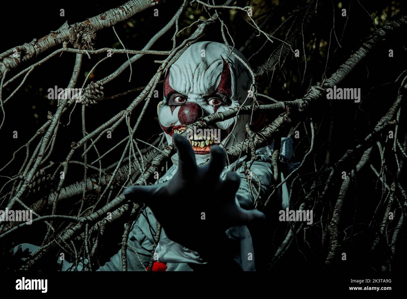 closeup of a creepy evil clown, in a gray costume with a white ruff, sticking his hand out of the branches of a dry tree in the woods at night, and st Stock Photo
