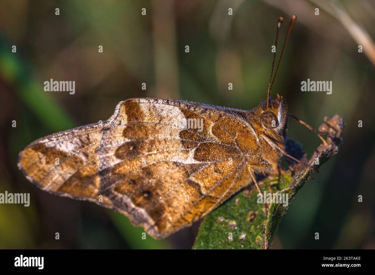 dew covered Variegated Fritillary or Brush-footed Butterfly Stock Photo