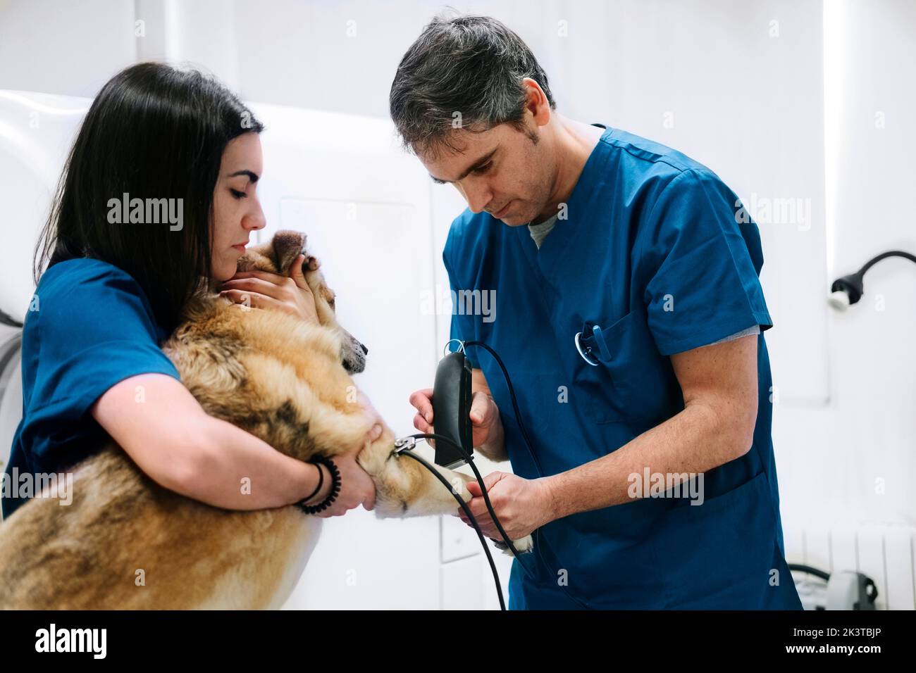 Veterinary team hi-res stock photography and images - Alamy