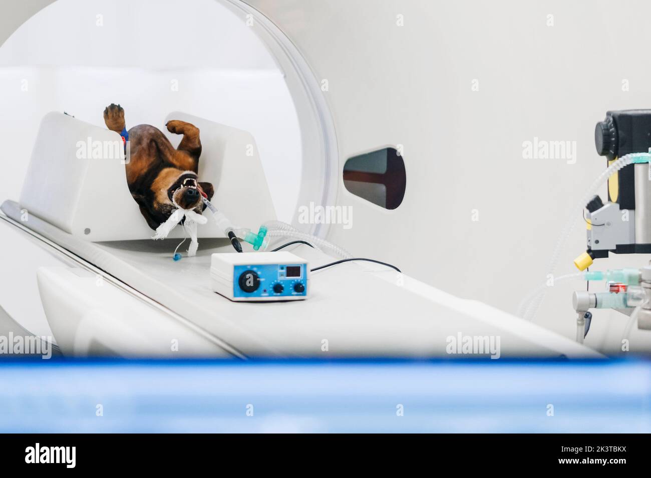 Dog with tube in mouth lying on special platform in tomography ...