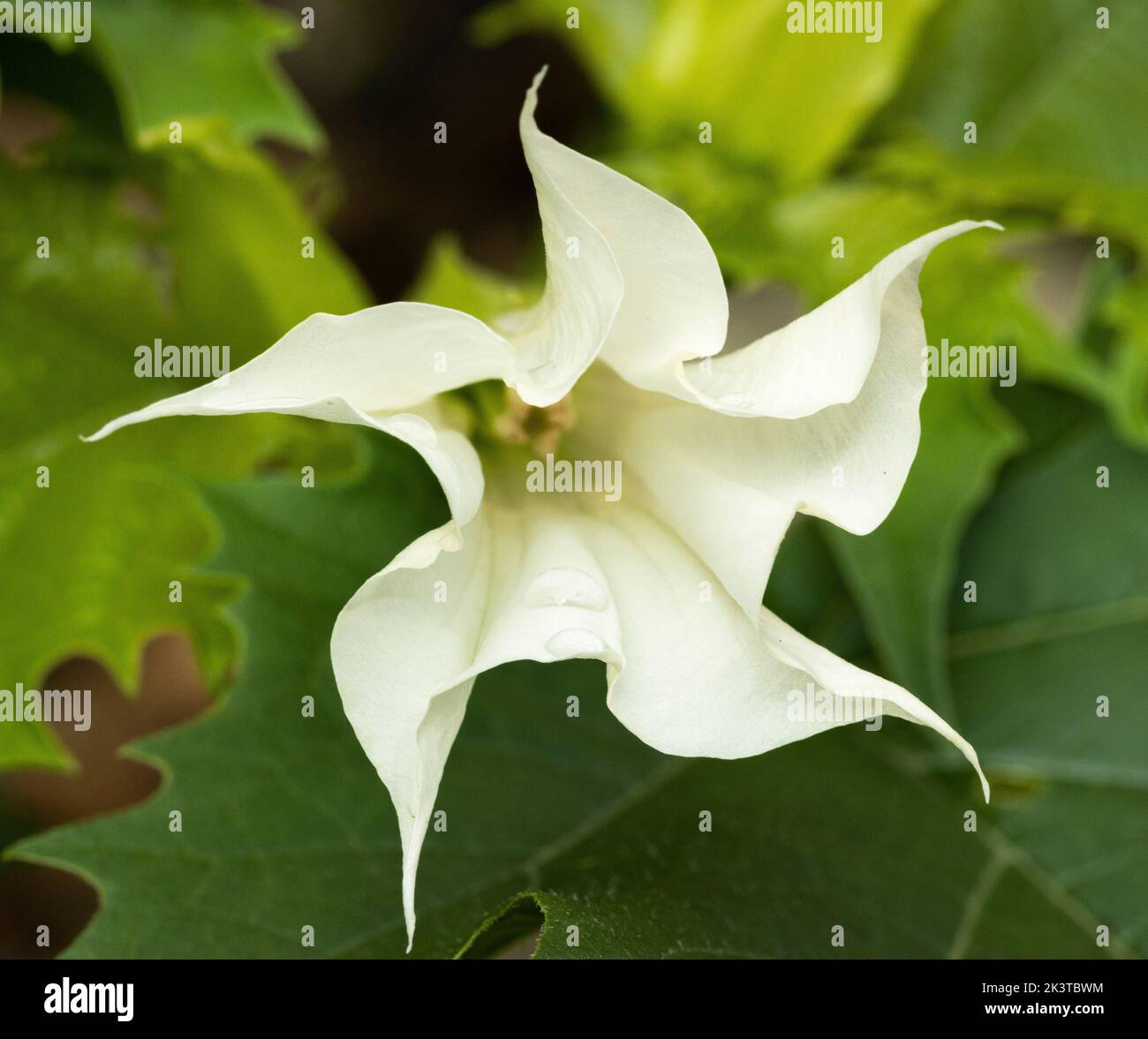 The delicate trumpet shaped bloom of a Datura plant opens up. They produce spectacular flowers and have many common names such as Devil's trumpet Stock Photo