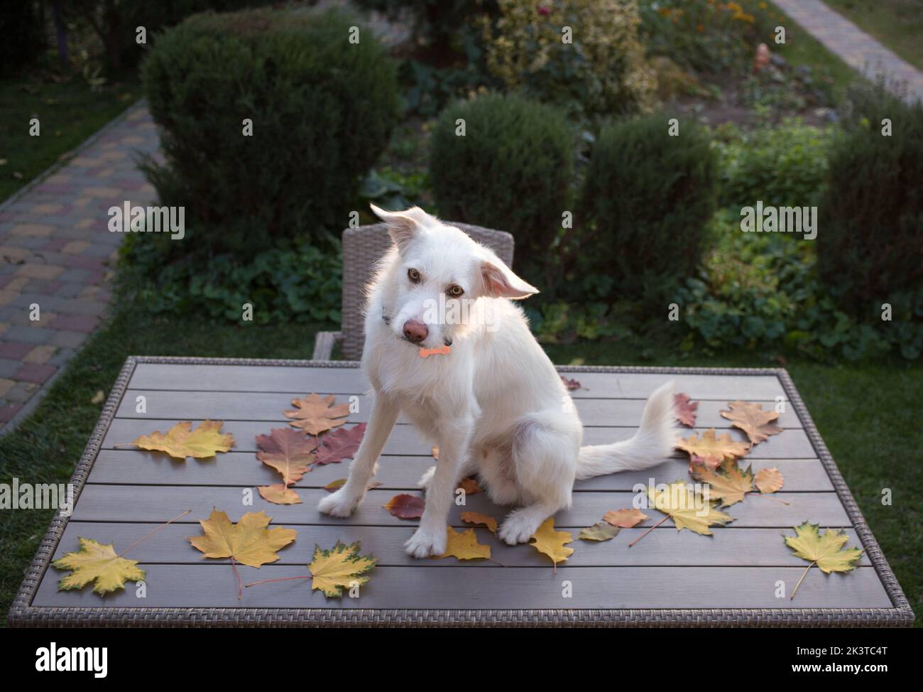 collection of fallen autumn leaves laid out on the table. funny naughty white dog sits on the table. Autumn mood. Curious pet. positive autumn day Stock Photo