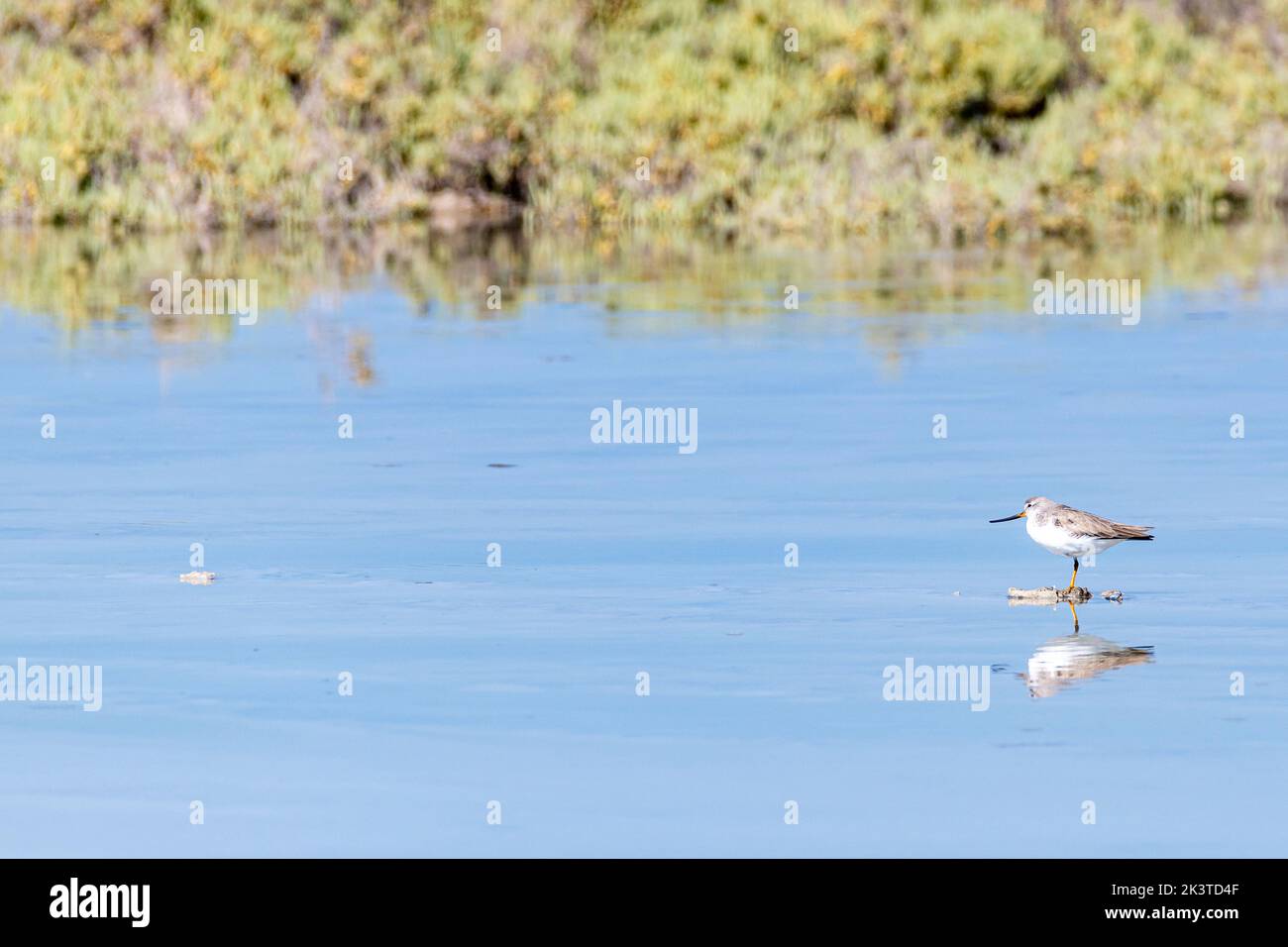 Small bird eating by low tide in a the mangrove of Umm Al Quwain, United Arab Emirates, Middle East, Arabian Peninsula Stock Photo
