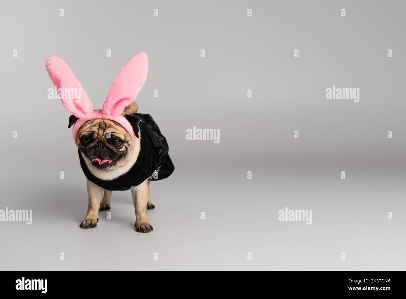 cute pug dog in headband with pink bunny ears and pet clothes standing on grey background,stock image Stock Photo