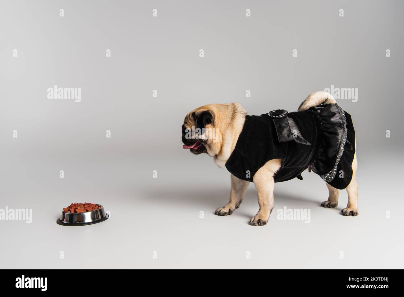 side view of purebred pug dog in pet clothes standing near stainless bowl with pet food on grey background,stock image Stock Photo
