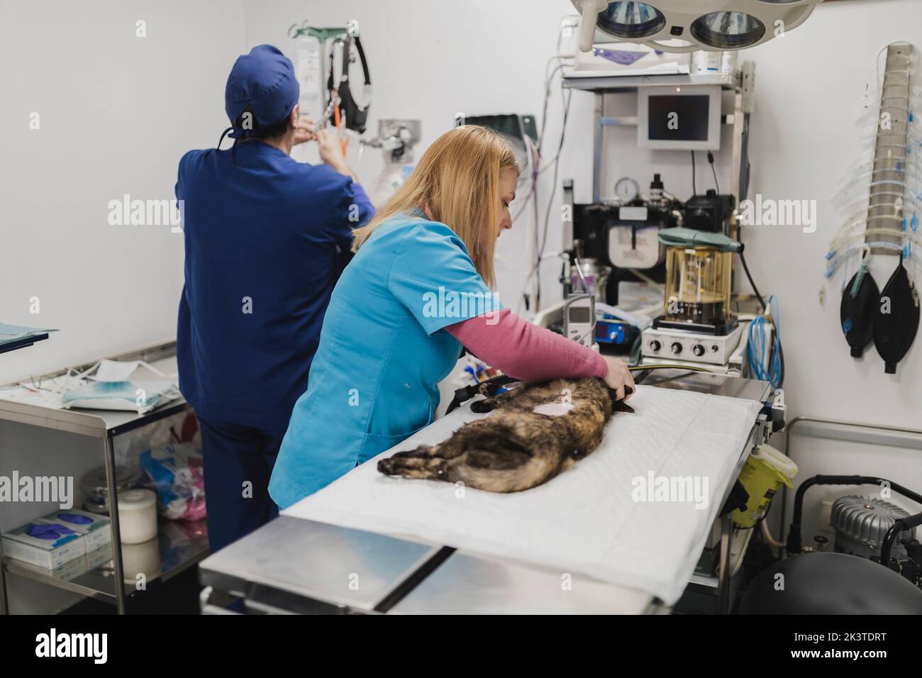 Side view of veterinarians in uniforms preparing for operating cat ...