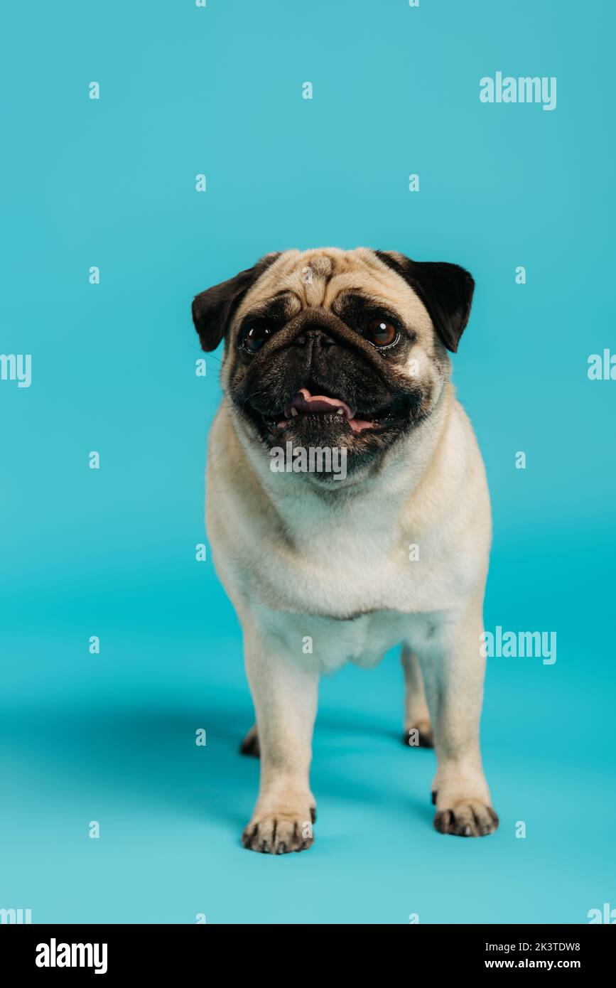 cute and purebred pug dog standing on blue background,stock image Stock Photo