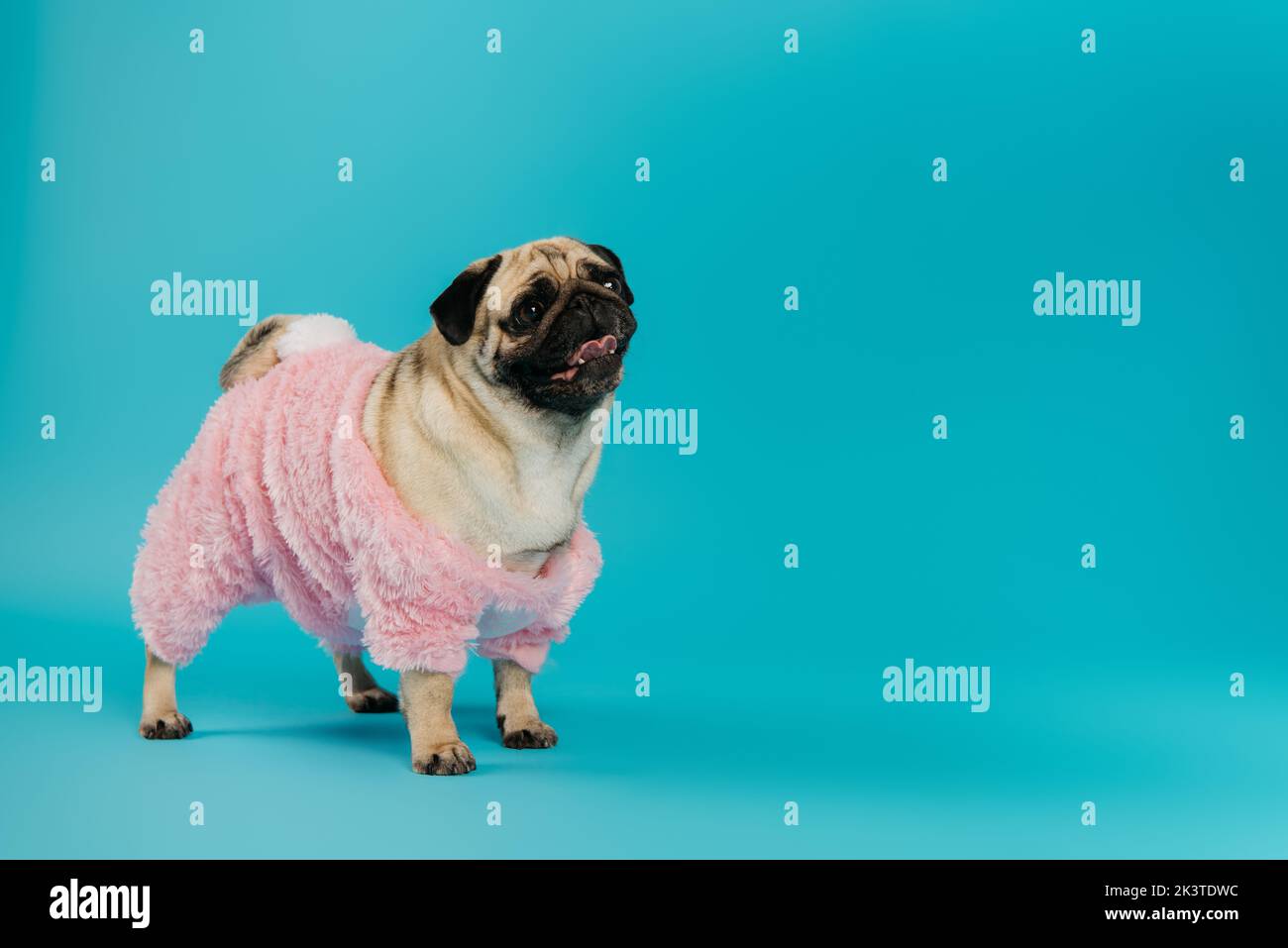 purebred pug dog in pink and fluffy pet clothes standing and sticking out tongue on blue,stock image Stock Photo