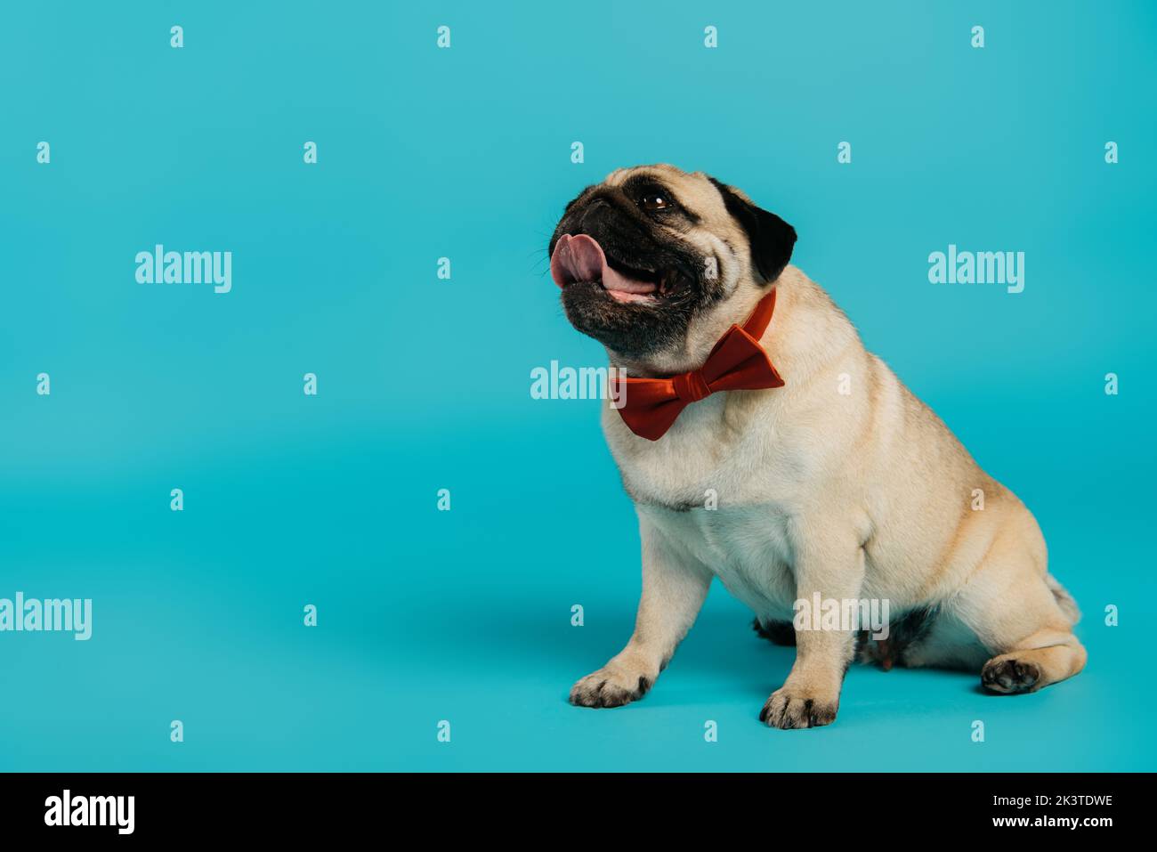 stylish pug dog in bow tie sitting and looking up on blue background,stock image Stock Photo