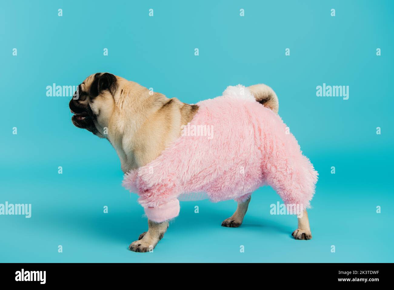 side view of purebred pug dog in pink and fluffy pet clothes walking on blue,stock image Stock Photo