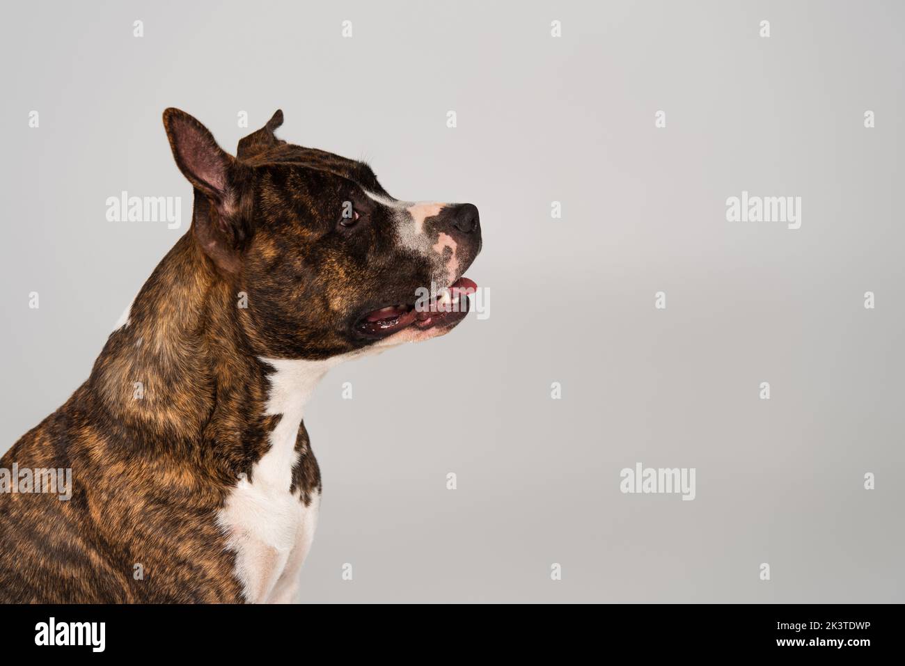 side view of purebred staffordshire bull terrier isolated on grey,stock image Stock Photo