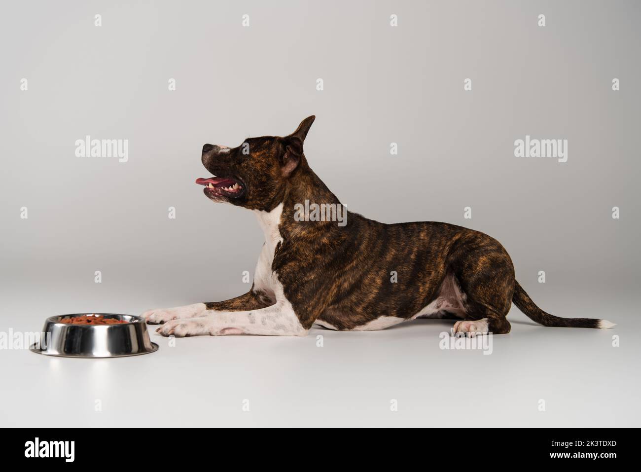 side view of purebred staffordshire bull terrier lying near bowl with dry pet food on grey,stock image Stock Photo