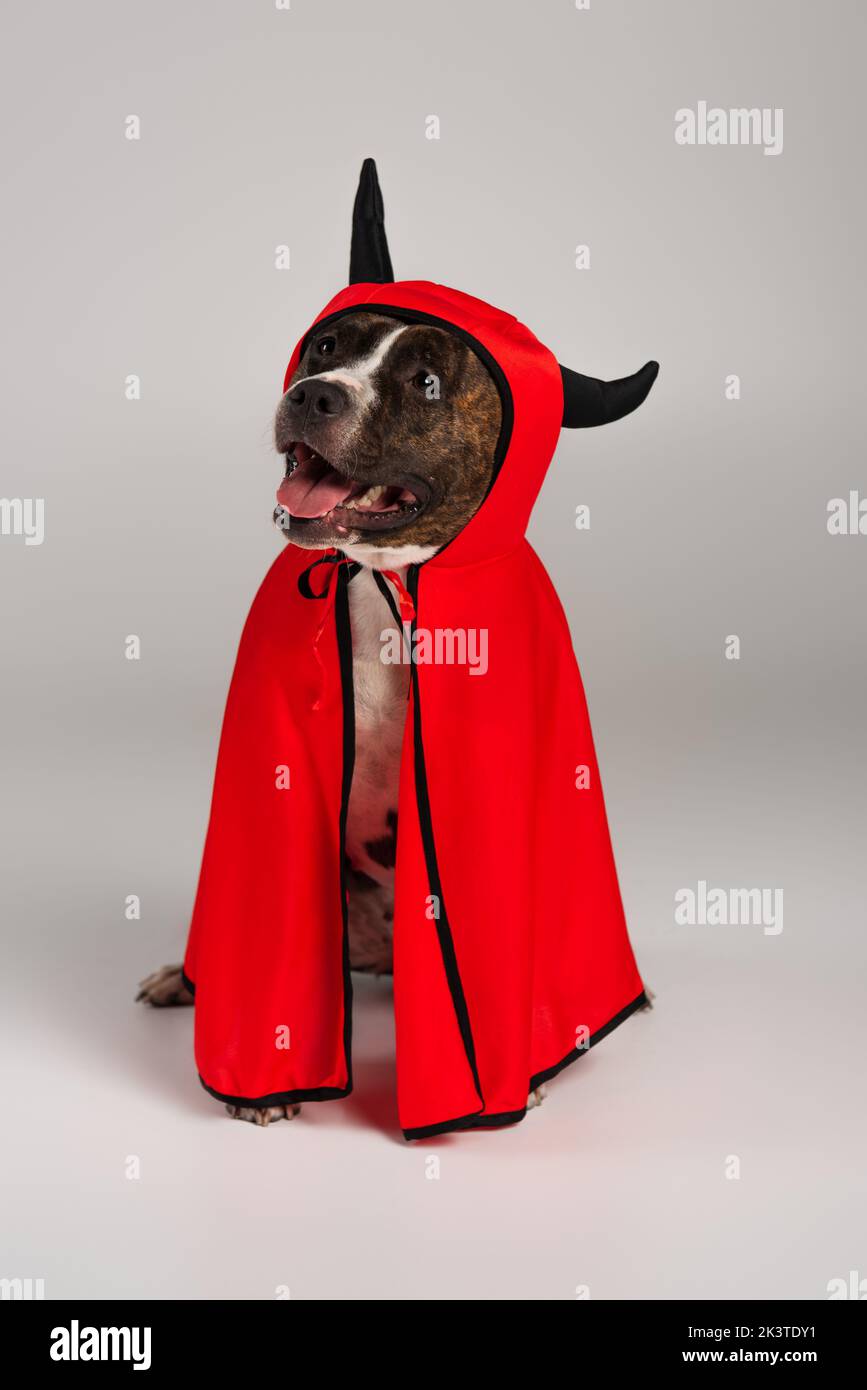 purebred staffordshire bull terrier in halloween devil cloak sitting on grey,stock image Stock Photo