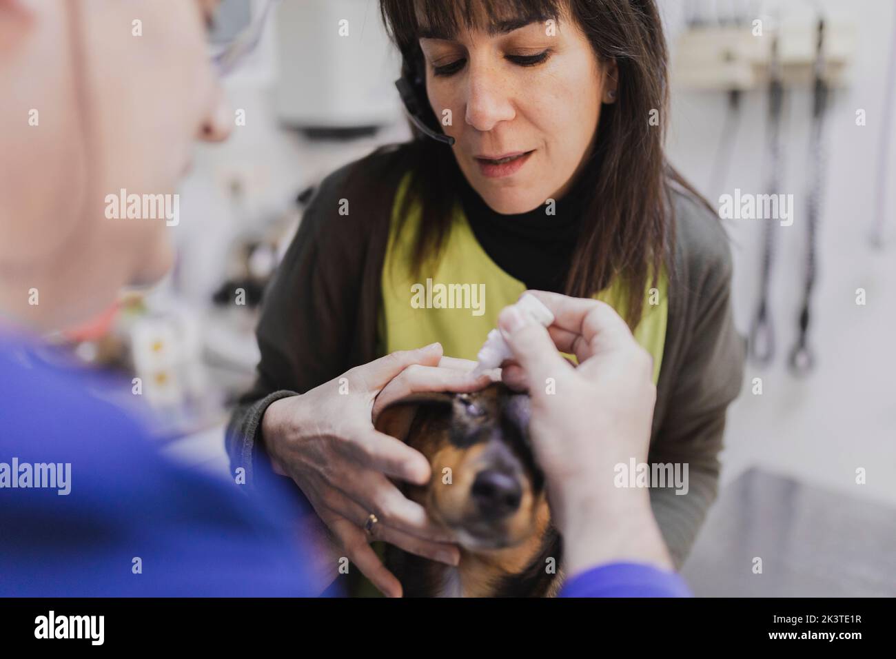 Crop doctors in uniform holding dog and pouring medical drops in eyes