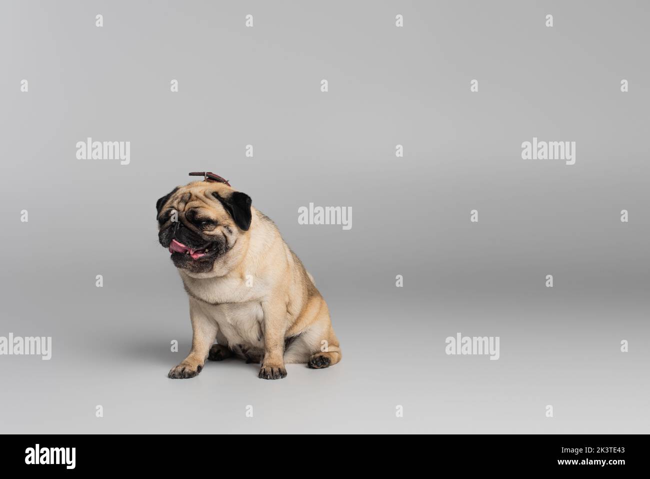 cute pug dog with wrinkles sitting on grey background,stock image Stock Photo