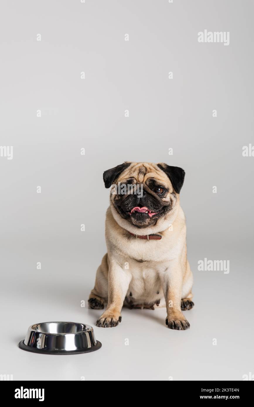 purebred pug dog in collar sitting near stainless bowl on grey background,stock image Stock Photo