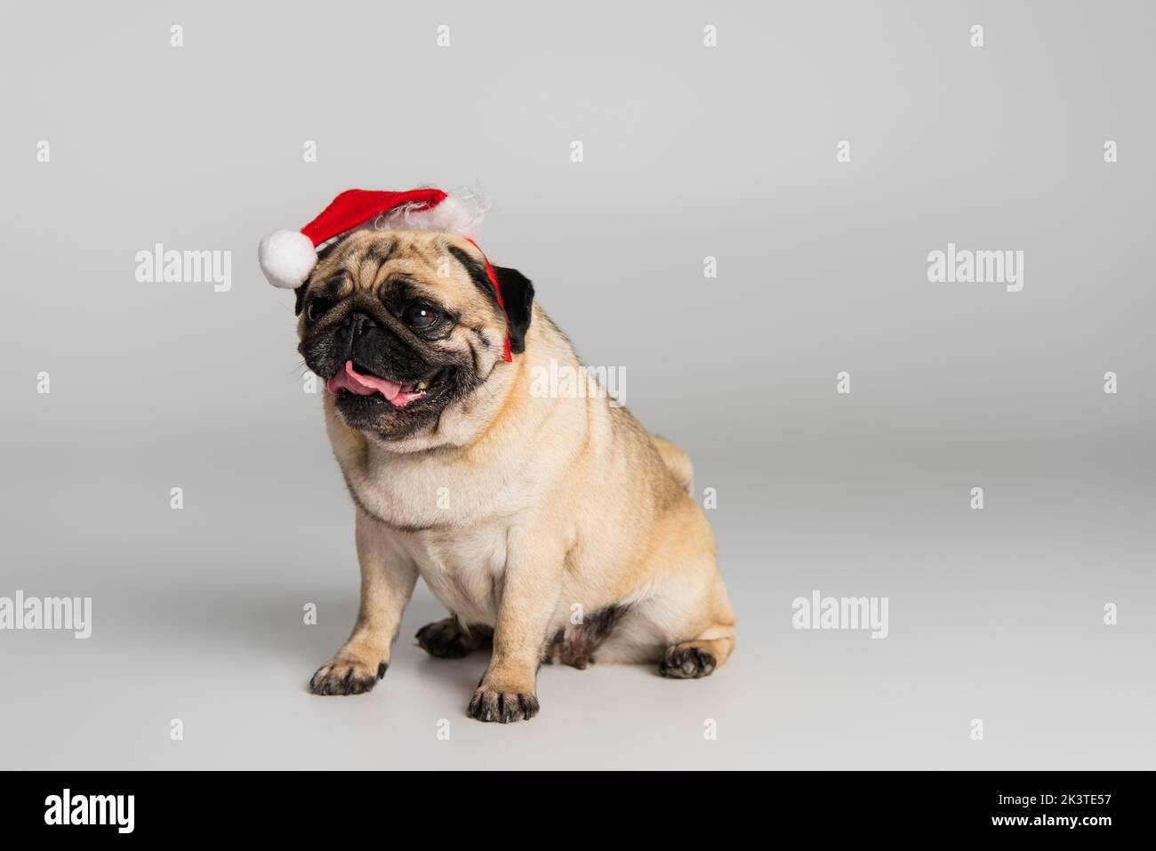 purebred pug dog in santa hat sticking out tongue and sitting on grey background,stock image Stock Photo