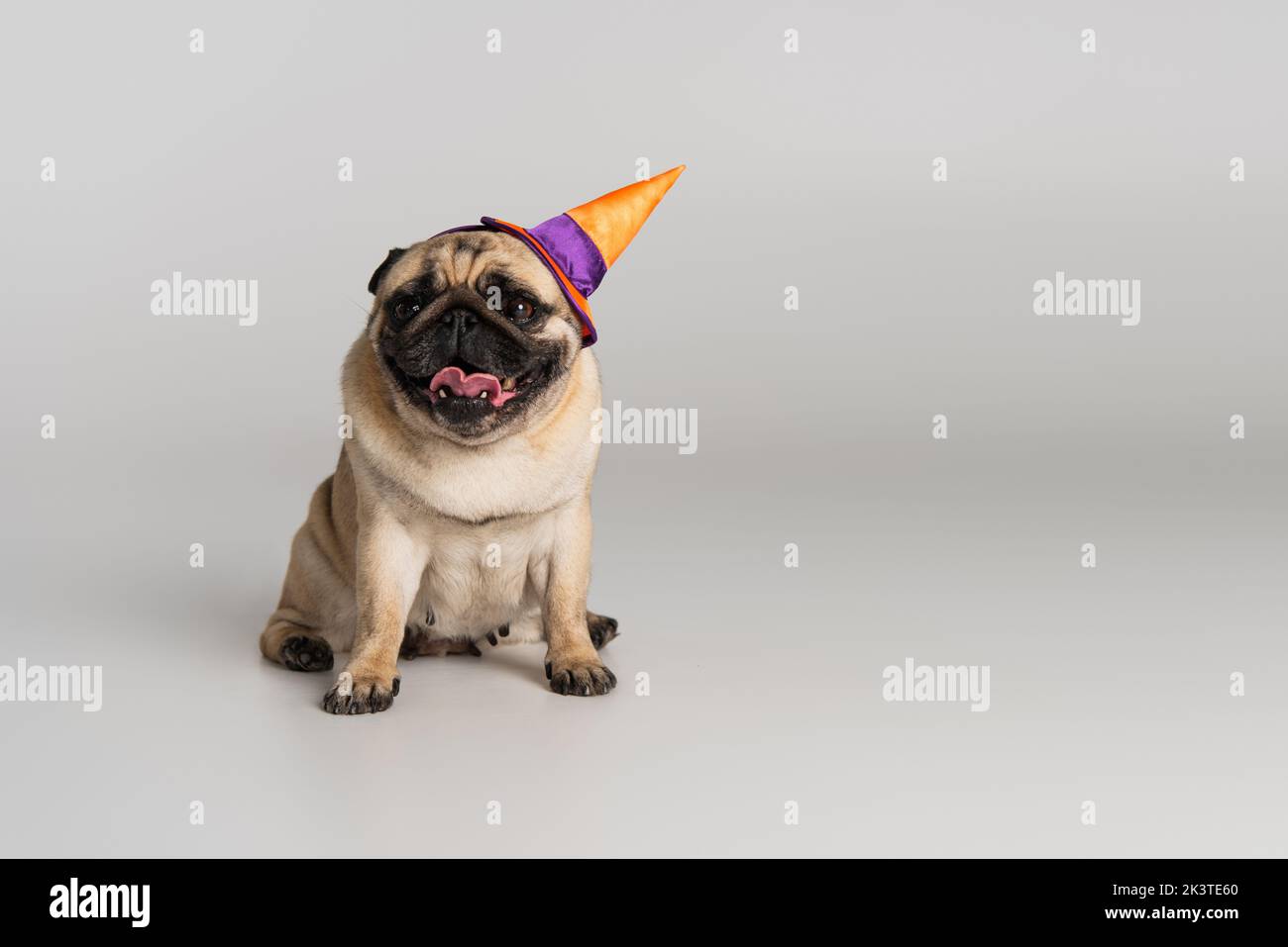purebred pug dog in halloween pointed hat sitting on grey background,stock image Stock Photo