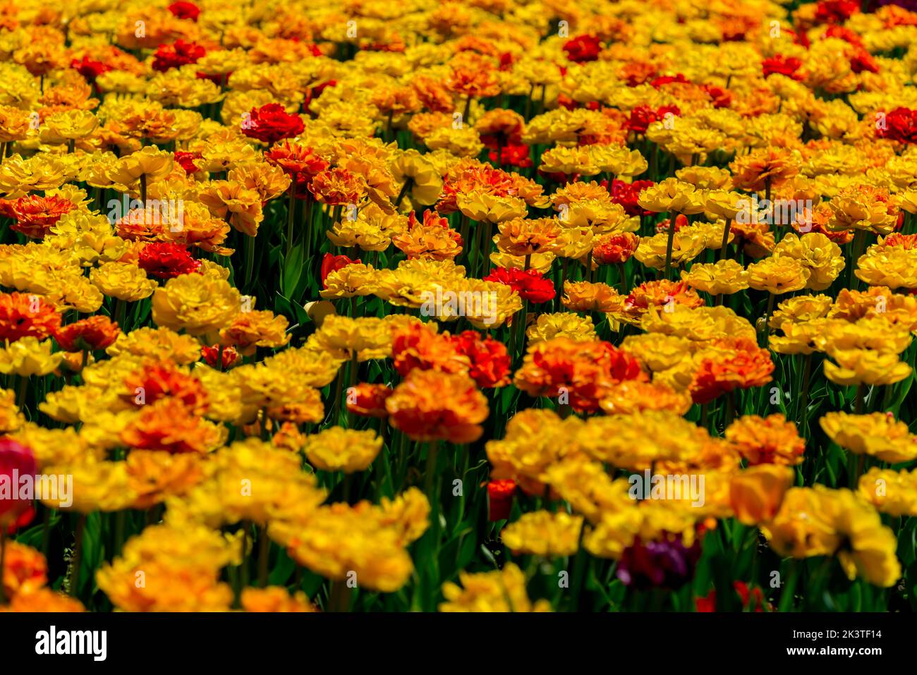 Ontario plant life hires stock photography and images Alamy