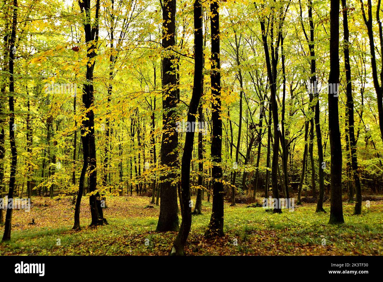 Brook in beech forest hi-res stock photography and images - Alamy