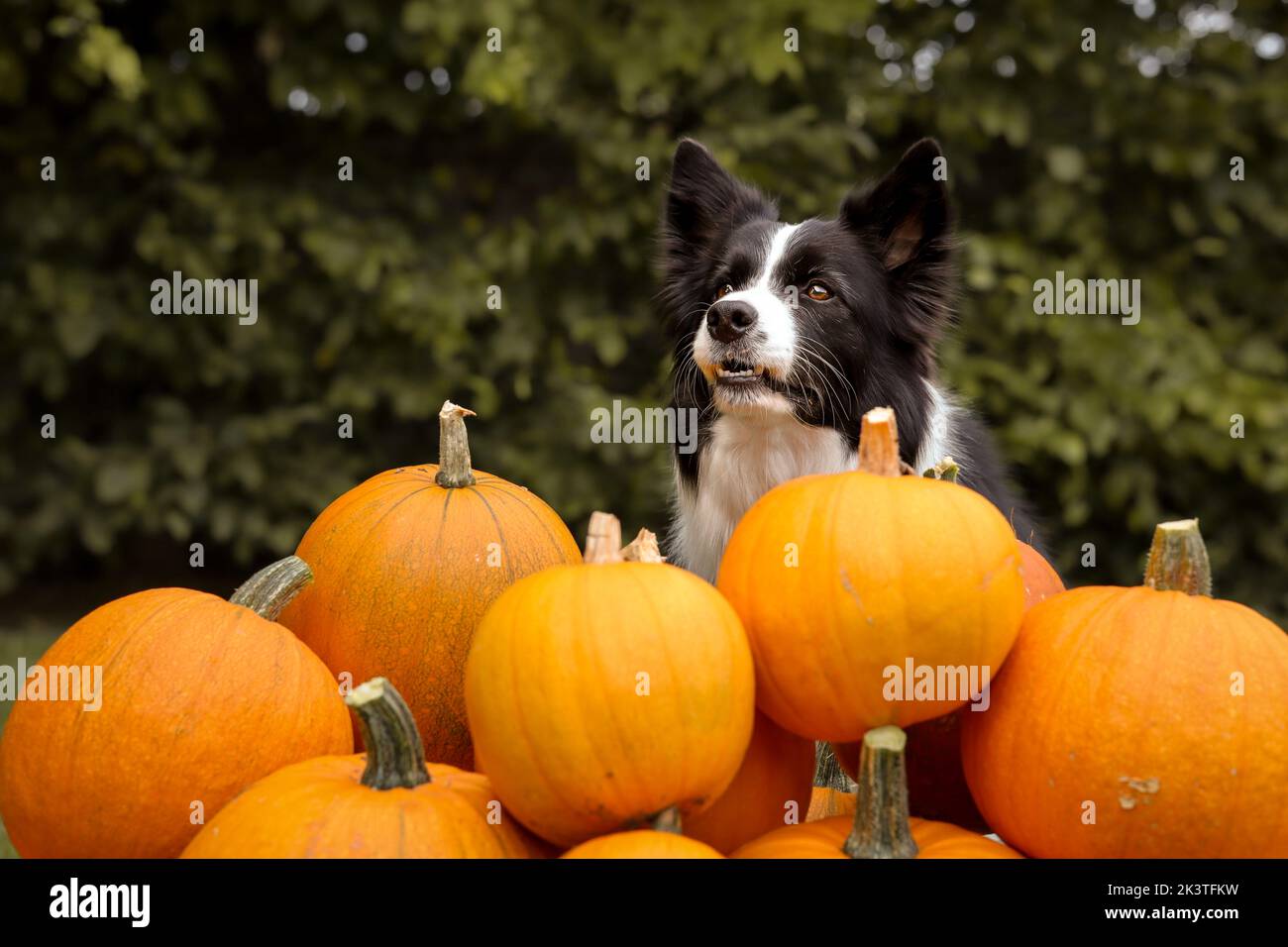 Cute Border Collie with Group of Orange Pumpkins. Adorable Black and White Dog with Cucurbita Pepo in the Garden during Early Autumn Season. Stock Photo