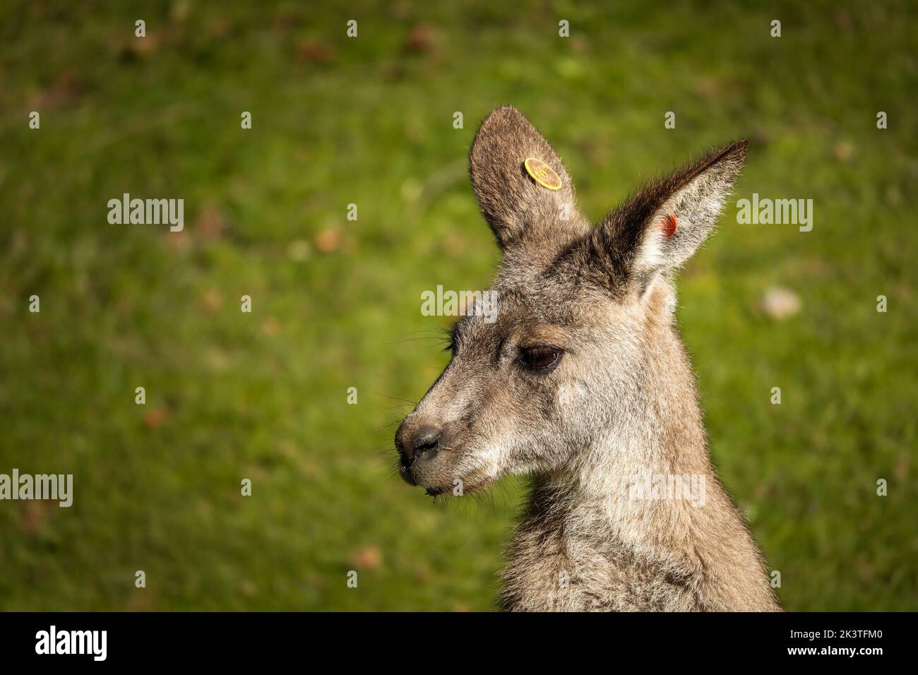 Portrait of Young Eastern Grey Kangaroo with Green Grass Background. Macropus Giganteus in Zoological Garden. Stock Photo