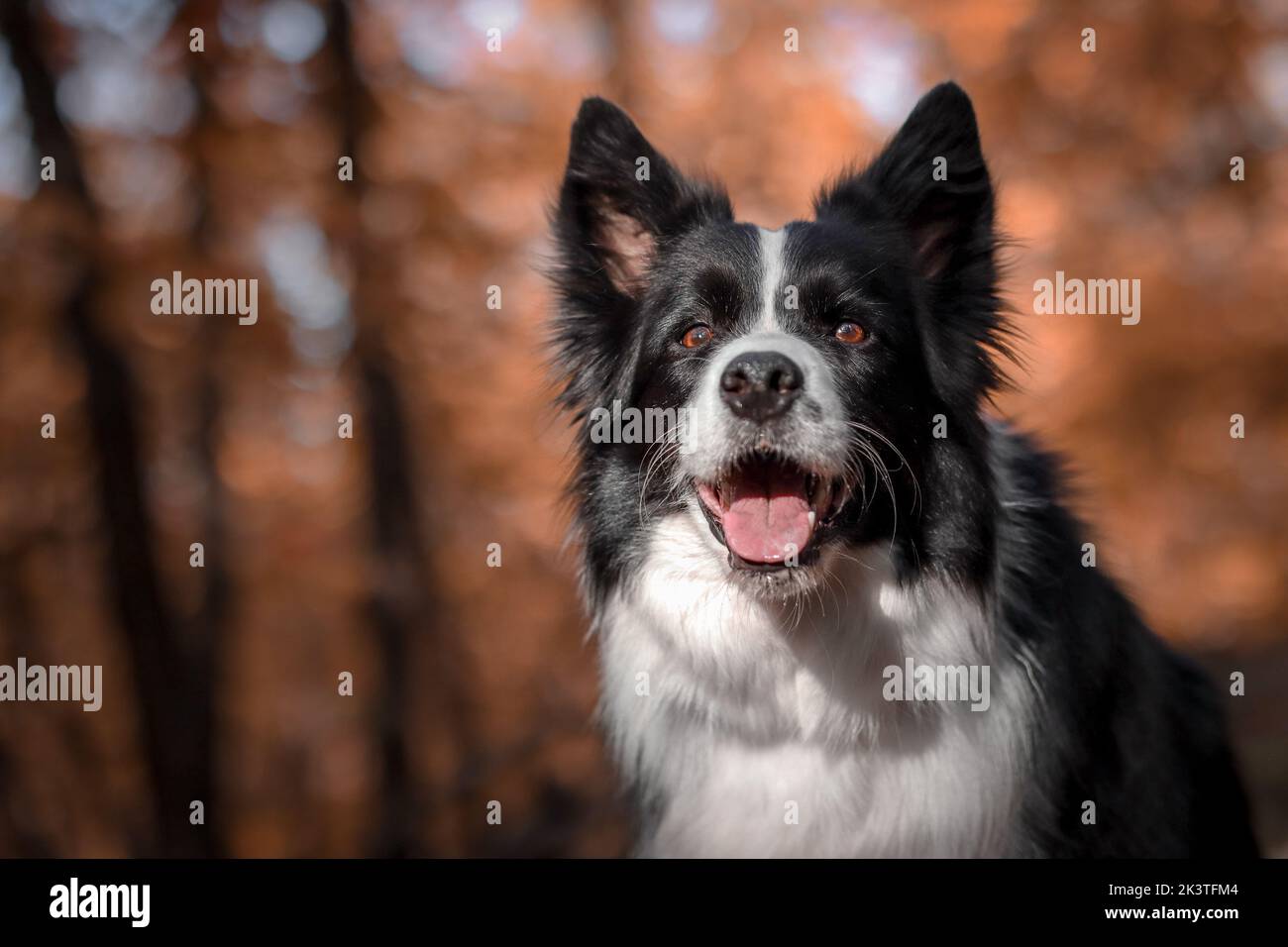 Portrait of Border Collie in Orange Autumn Forest. Head Shot of Black and White Dog in Fall Nature. Stock Photo