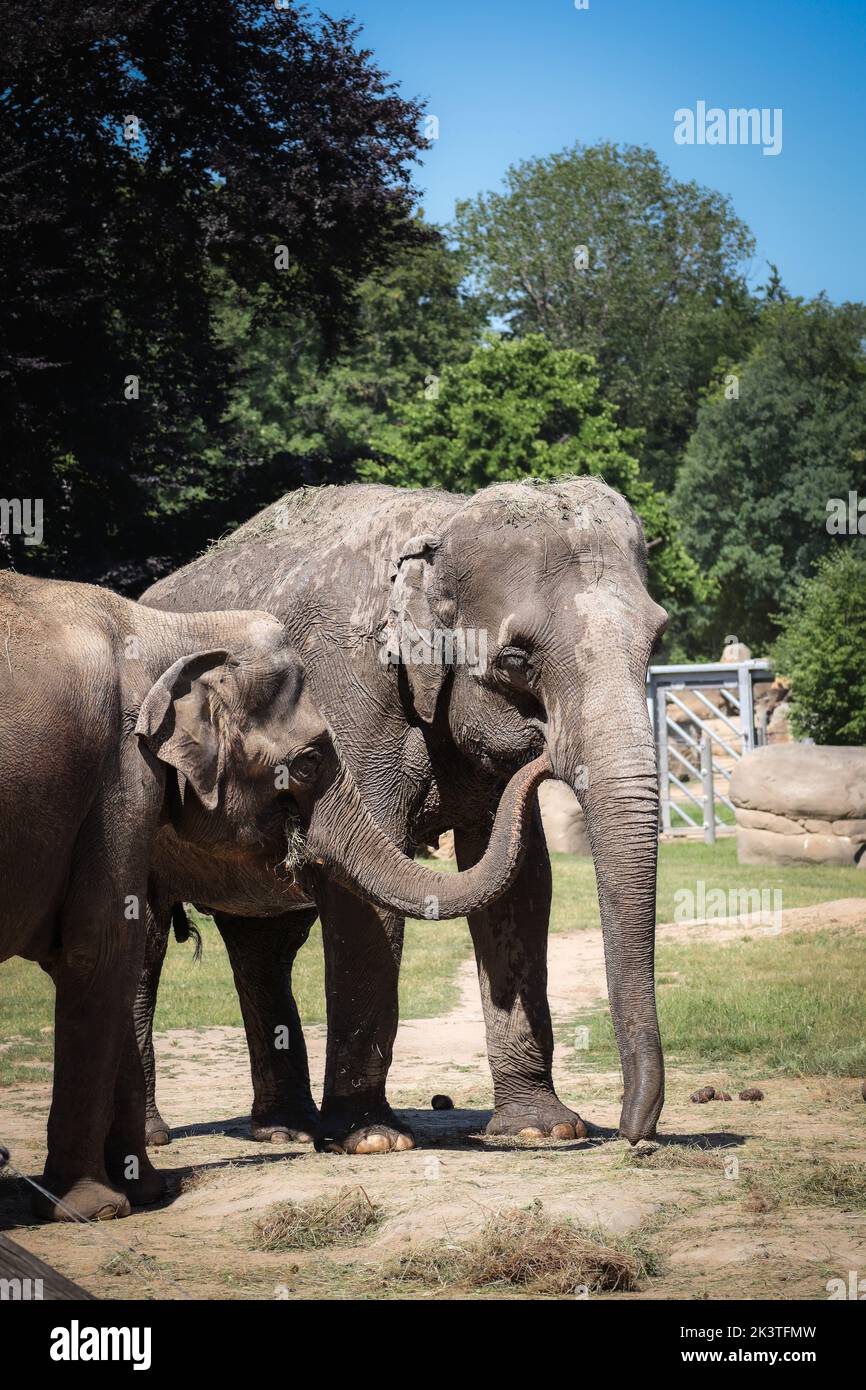 Vertical Asian Elephant in Zoo. Asiatic Mammal (Elephas Maximus) in Zoological Garden. Stock Photo