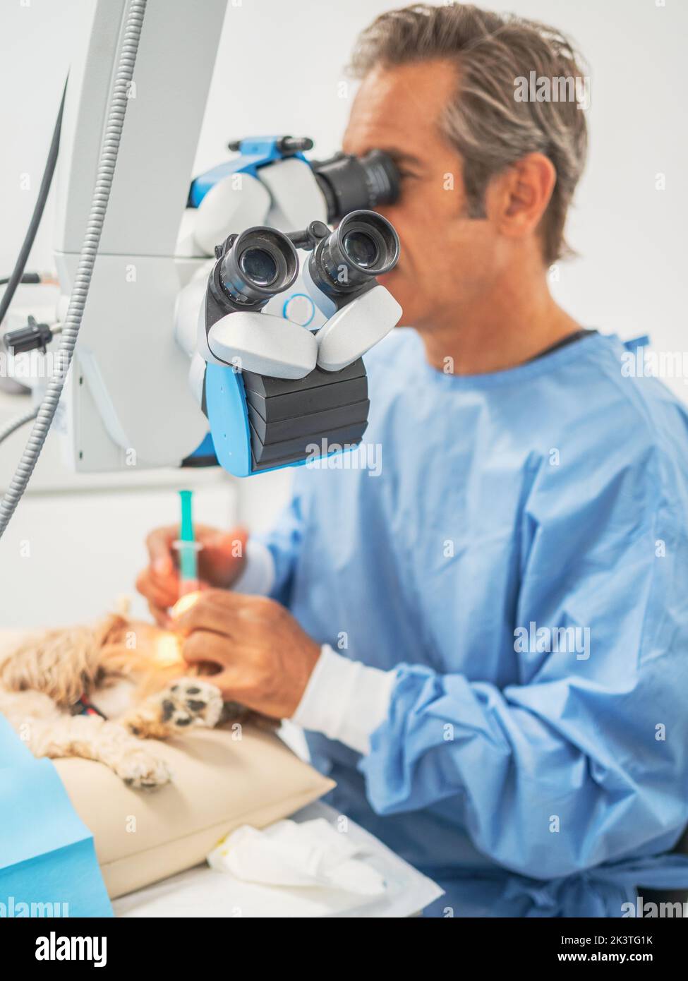 Animal surgeon using operating microscope while injecting medicine into