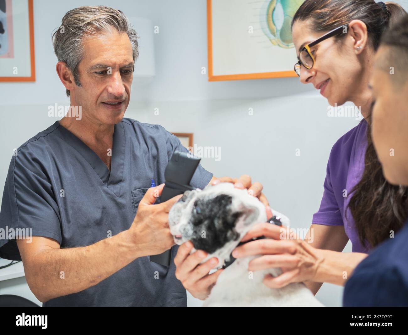 Mature veterinarian using professional tool to examine eyes of French ...