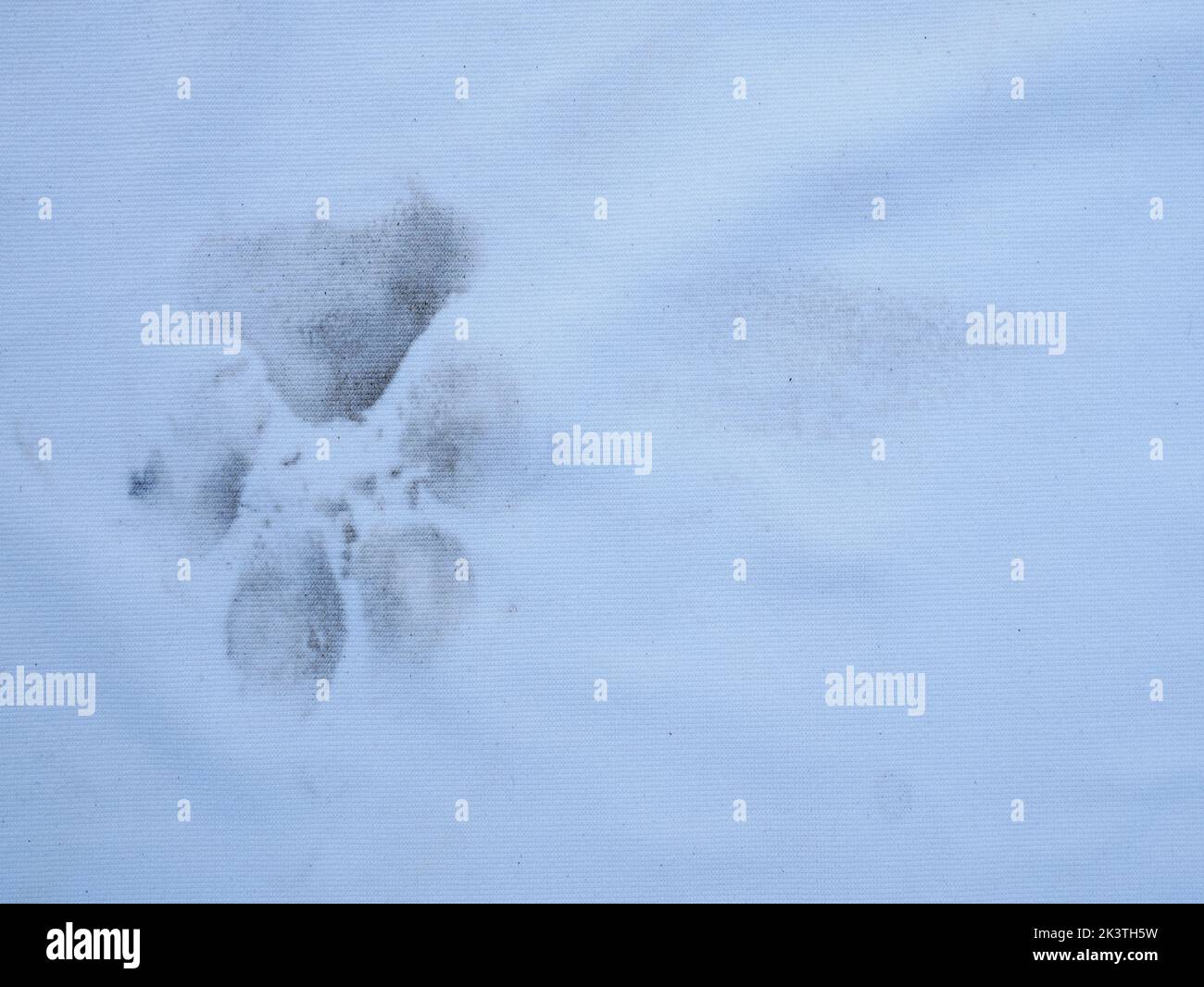 Dog pay print on fabric graphic detail with copy space Stock Photo