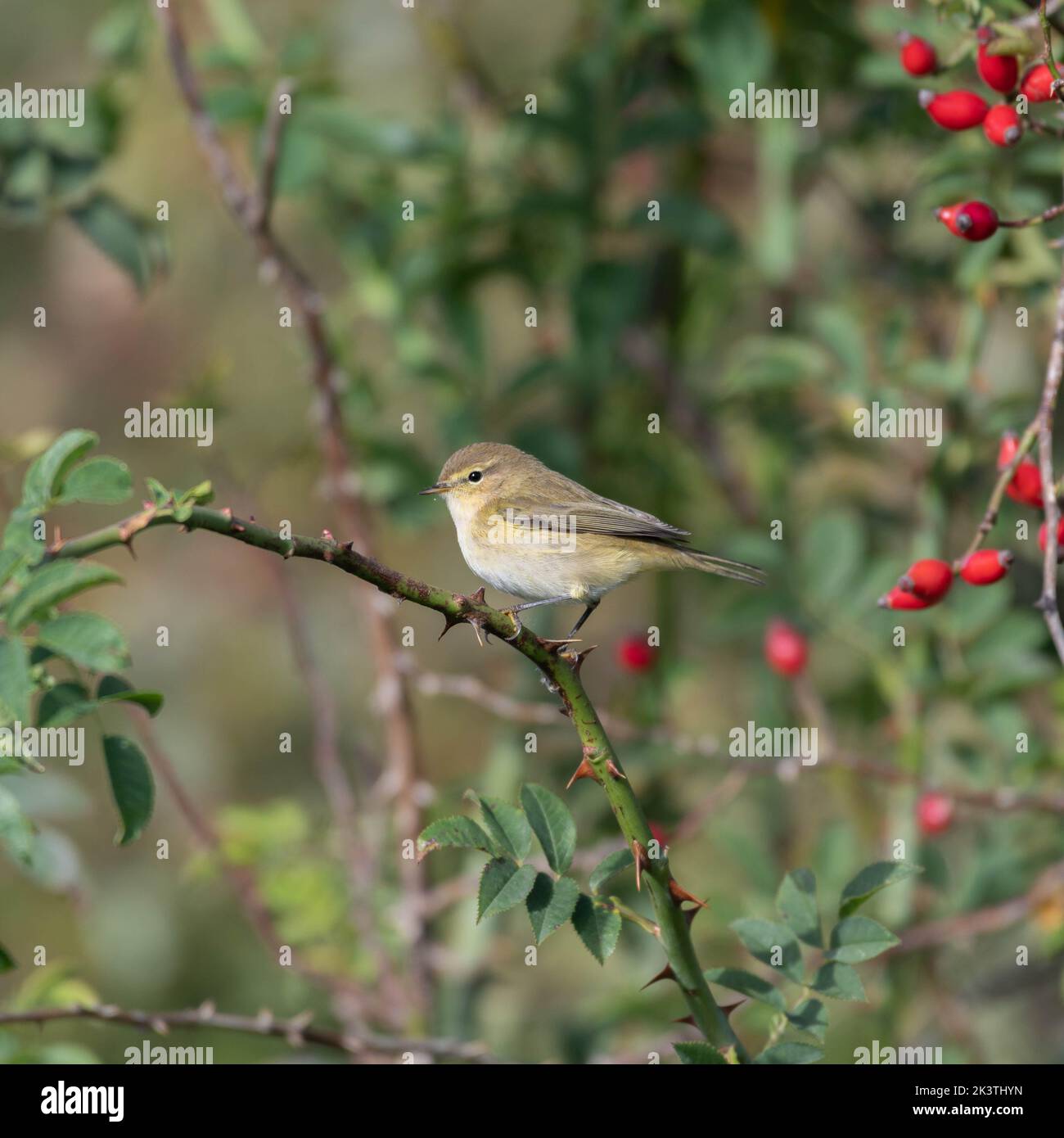 A chiffchaff on a branch in Wales, UK. Stock Photo