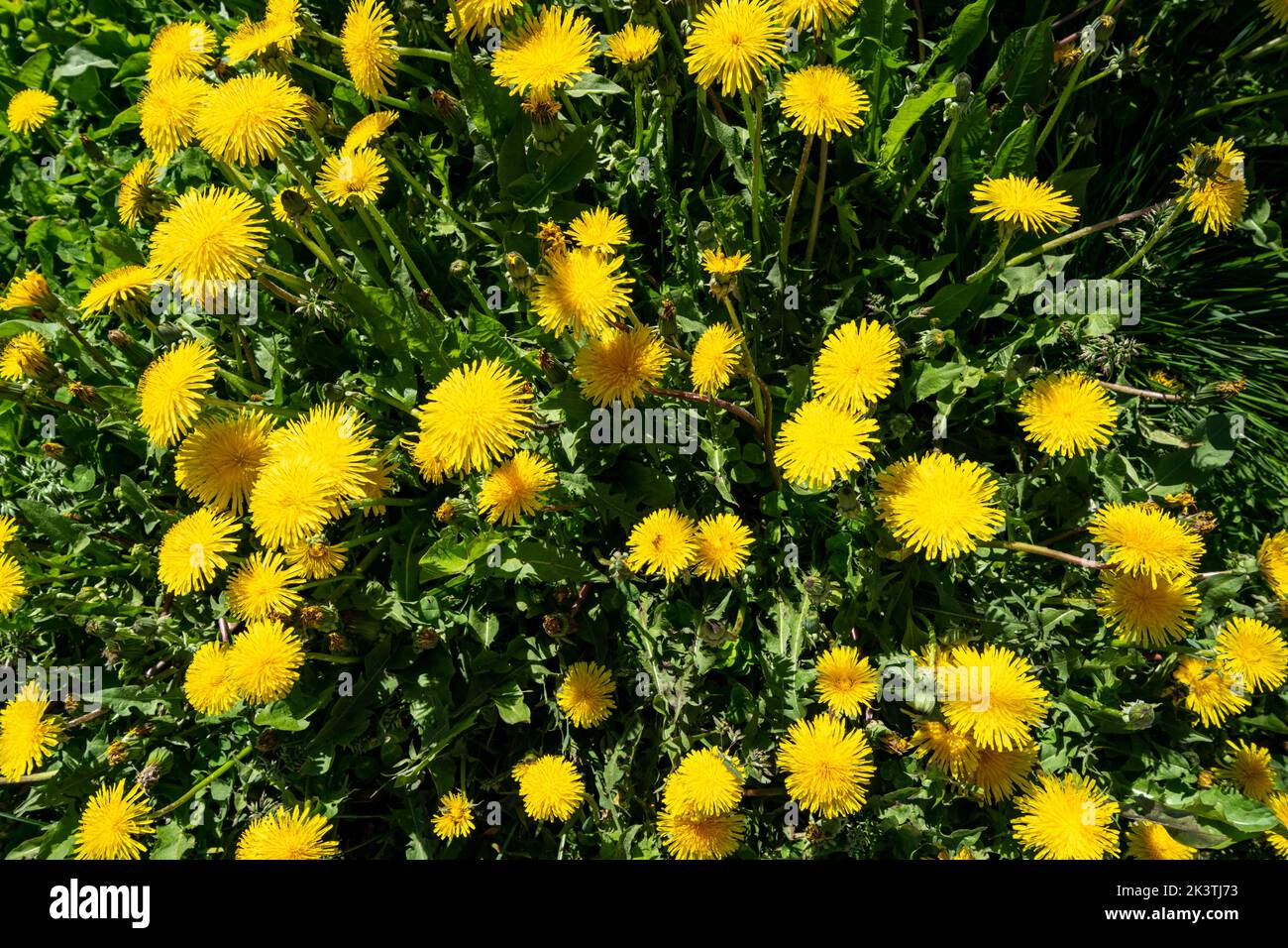Close up of a bunch of dandelion weeds growing in the sunshine Stock Photo