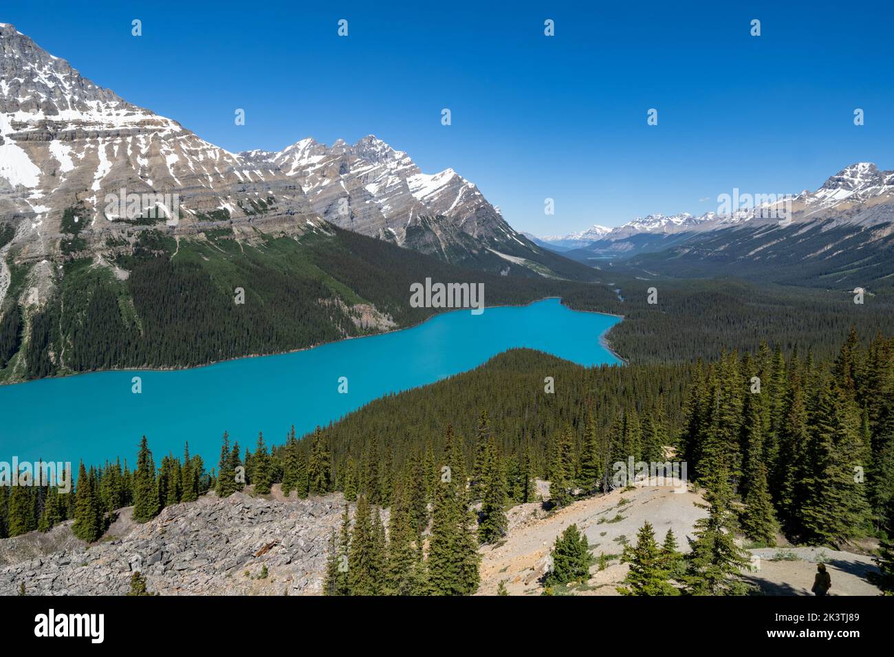Peyto Lake in Banff National Park in Canada Stock Photo