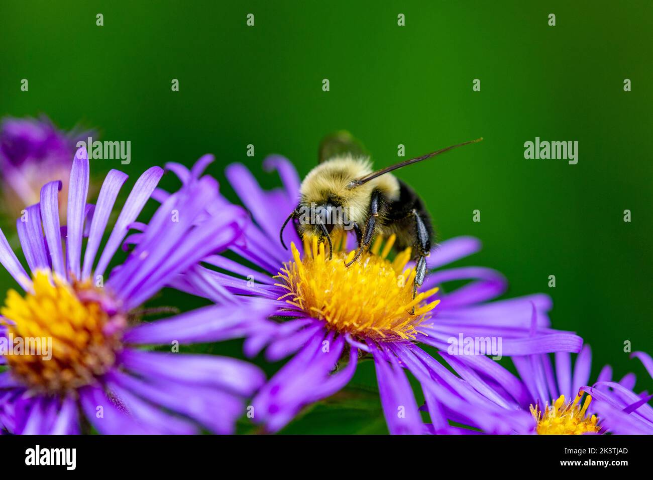 Eristalis hoverfly collecting pollen on an Aspen daisy (Erigeron speciosus (Lindl.) DC.) Stock Photo