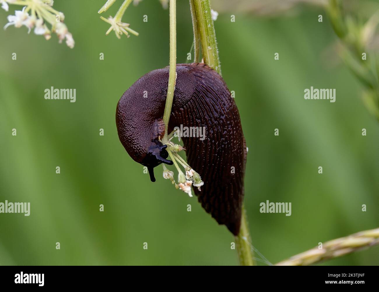 A closeup shot of a snail without shell on a plant with blurred background Stock Photo