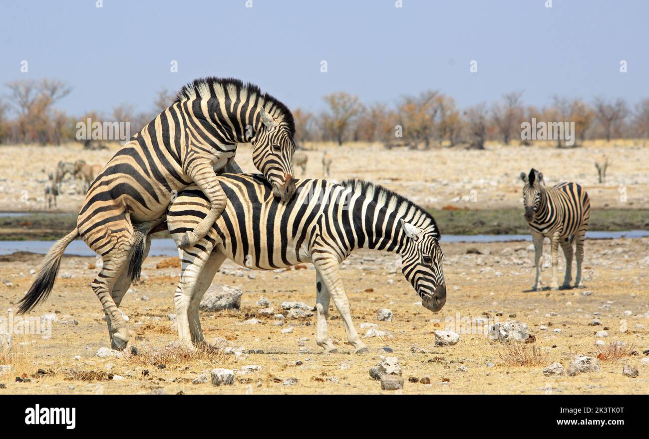 The Mating Game, with Zebras in Etosha National Park, Namibia, Southern Africa Stock Photo