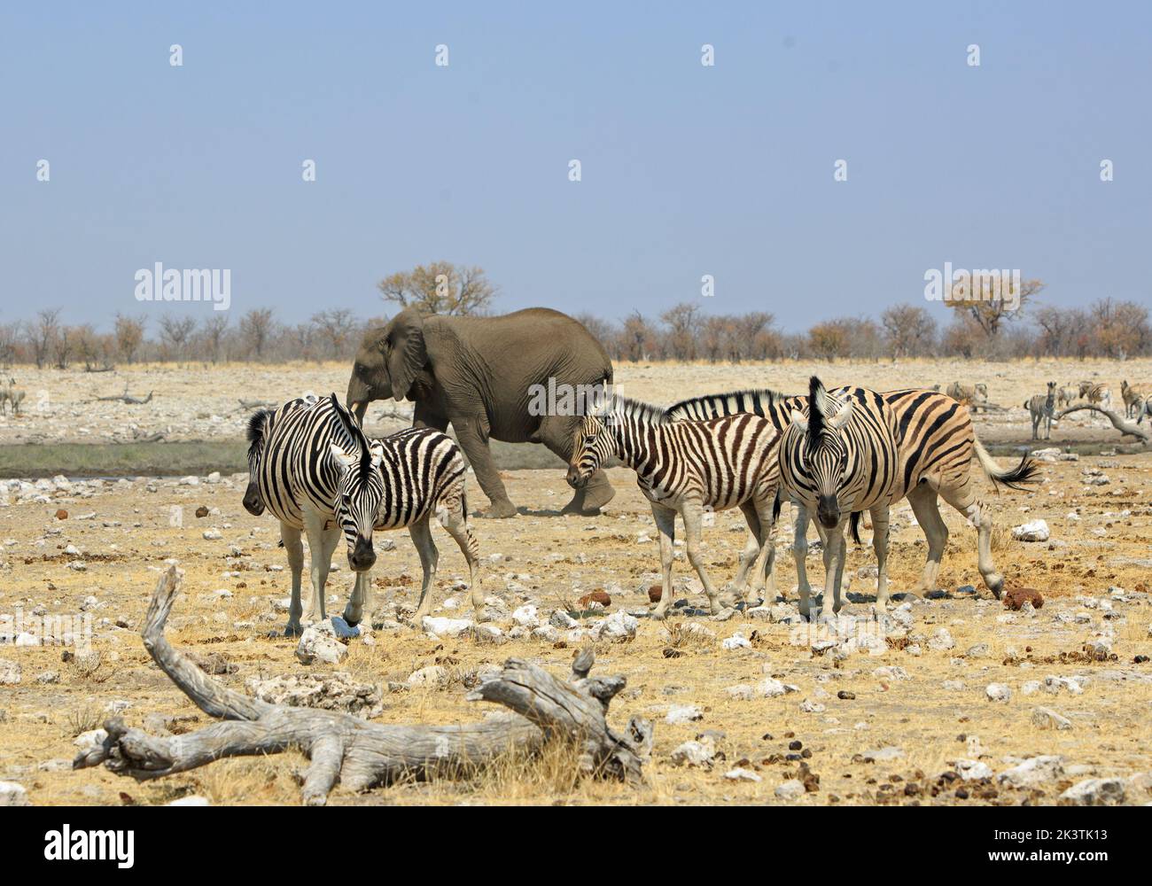 A small herd of Burchells Zebra walking near a waterhole, with a solitary large adult elephant in the background.  Rietfontein, Etosha National Park, Stock Photo