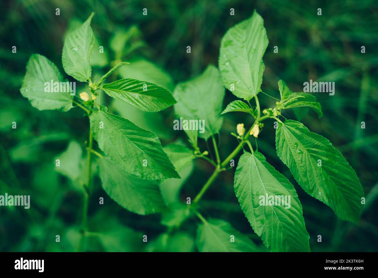 Organic Jute mallow AKA Jew's mallow or Nalta jute plant primary